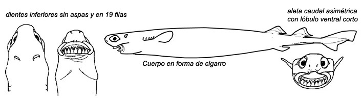 Isistius plutodus_01.jpg